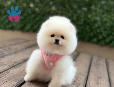 Sevimli Pomeranian Boo Yavrusu Yeni Ailesini Arıyor - 6005