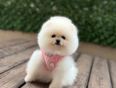Sevimli Pomeranian Boo Yavrusu Yeni Ailesini Arıyor - 6005