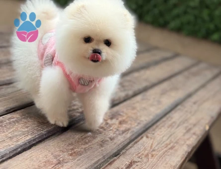 Sevimli Pomeranian Boo Yavrusu Yeni Ailesini Arıyor