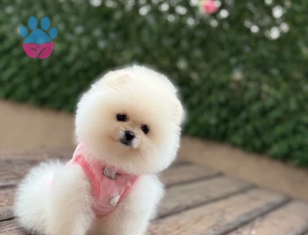 Sevimli Pomeranian Boo Yavrusu Yeni Ailesini Arıyor