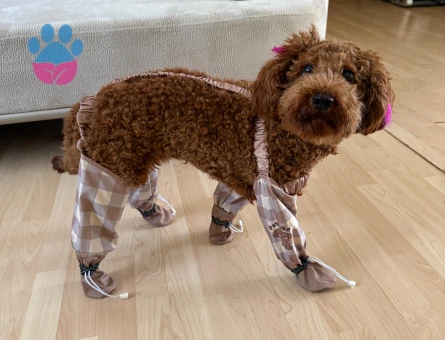 1 Yaşında, Aşıları Tam, Eğitimli Dişi Toy Poodle - 5949 - Görsel 5
