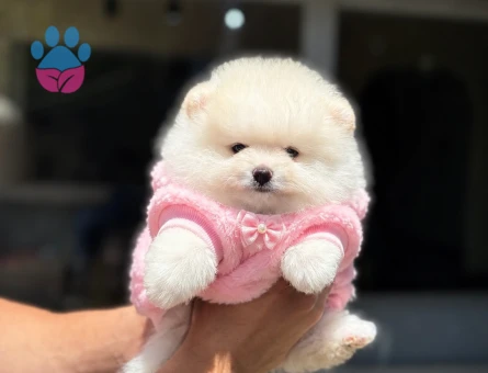 Ruhsatlı Üretimden Beyaz Pomeranian Boo Yavrumuz