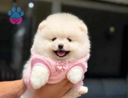 Ruhsatlı Üretimden Beyaz Pomeranian Boo Yavrumuz