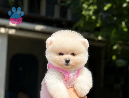 Ruhsatlı Üretimden Beyaz Pomeranian Boo Yavrumuz