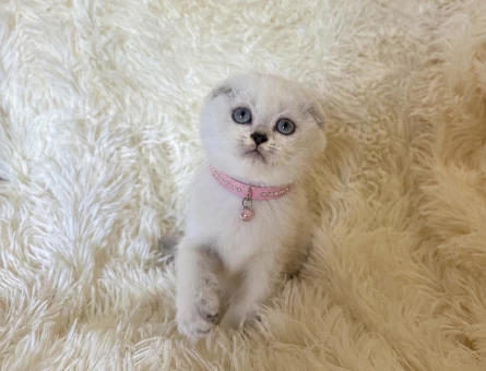 Pamuk Prenses Scottish Fold Maviş Yavrumuz - 6009