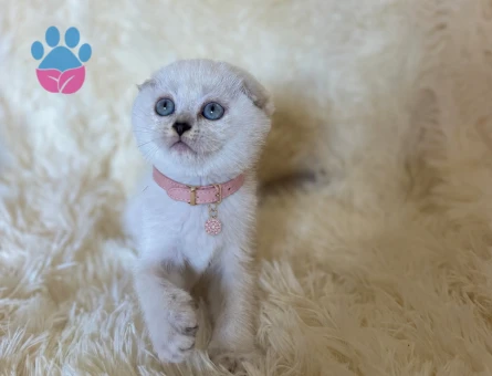 Pamuk Prenses Scottish Fold Maviş Yavrumuz