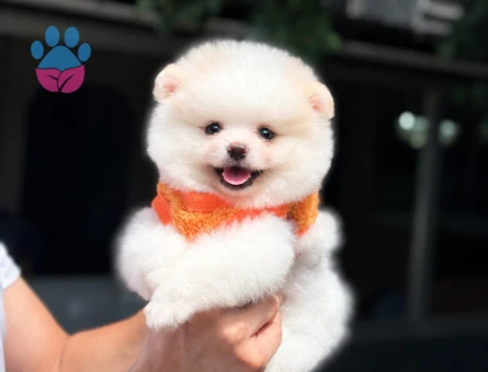 Ruhsatlı Üretimden Sevimli Pomeranian Boo Yavrumuz - 6010