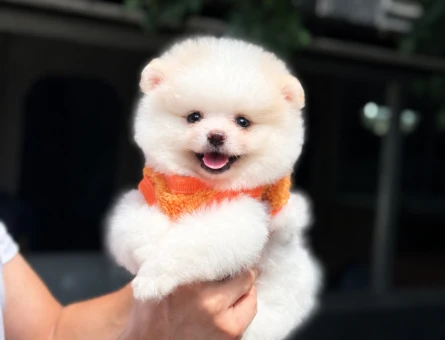 Ruhsatlı Üretimden Sevimli Pomeranian Boo Yavrumuz - 6010