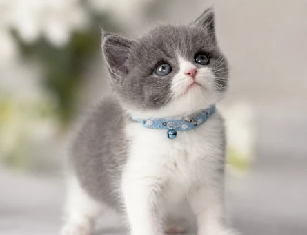Kusursuz Uyum British Shorthair Bi Color Erkek - 6011
