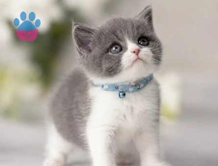 Kusursuz Uyum British Shorthair Bi Color Erkek