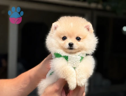 Minik Suratlı Pomeranian Boo Yavrumuz Yeni Yuvasını Arıyor