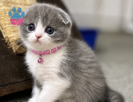 Scottish Fold Bicolor Lilac Dişi