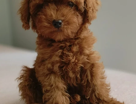 Irk ve sağlık garantili ev doğumlu Toy Poodle baba sahibi KDF kayıtlıdır - 6015