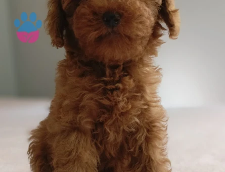 Irk ve sağlık garantili ev doğumlu Toy Poodle baba sahibi KDF kayıtlıdır