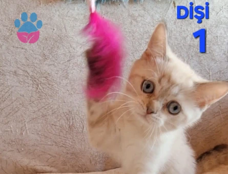 British Shorthair Pamuk Şeker yuva Arıyor - 4481 - Görsel 4