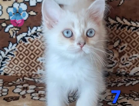 British Shorthair Pamuk Şeker yuva Arıyor - 4481 - Görsel 2