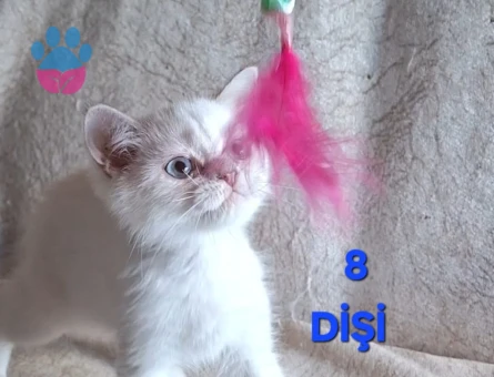 British Shorthair Pamuk Şeker yuva Arıyor - 4481 - Görsel 3