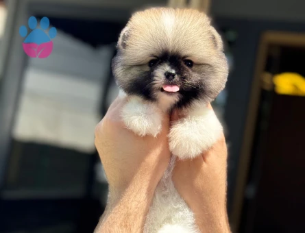 Pomeranian Boo 3 Aylık Hazır Yavrular - 6020