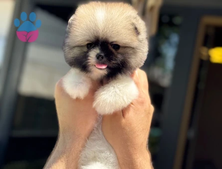 Pomeranian Boo 3 Aylık Hazır Yavrular