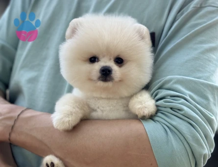 Pomeranian Boo Bebekler 2 Aylıklar