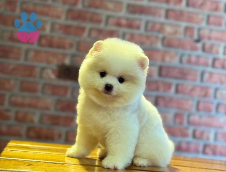 Pomeranian Boo 3 Aylık Safkan Yavrularımız