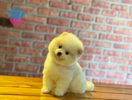 Pomeranian Boo 3 Aylık Safkan Yavrularımız - 6022