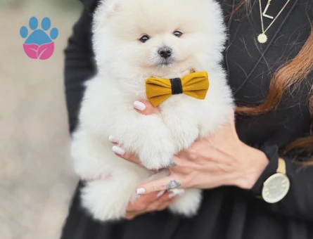 Pomeranian Boo Baby Face Yavrularımız - 6023