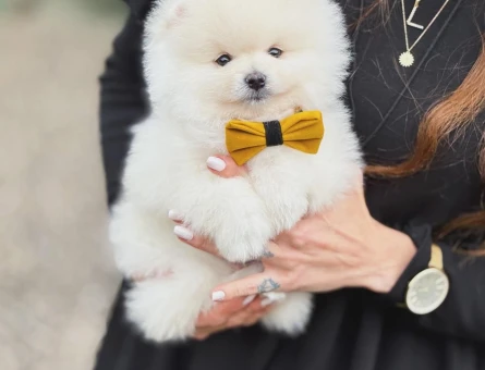 Pomeranian Boo Baby Face Yavrularımız - 6023