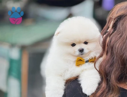 Pomeranian Boo Baby Face Yavrularımız