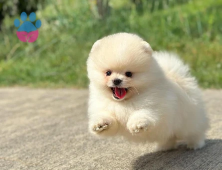 Pomeranian Boo Ayıcık Surat Yavrularımız - 6025