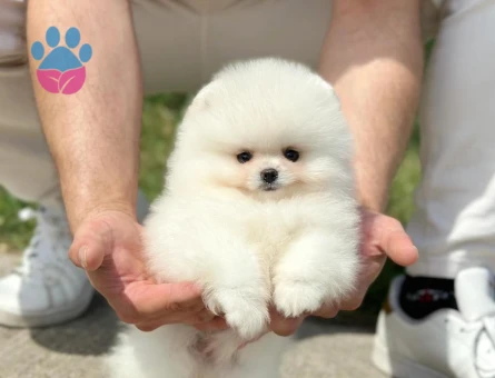 Pomeranian Boo Dişi 3 Aylık Safkan Güzelliğimiz - 6026