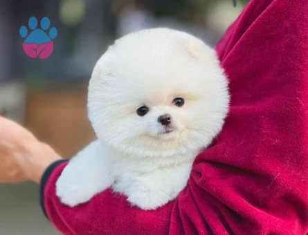 Pomeranian Boo Ruhsatlı Çiftlikten