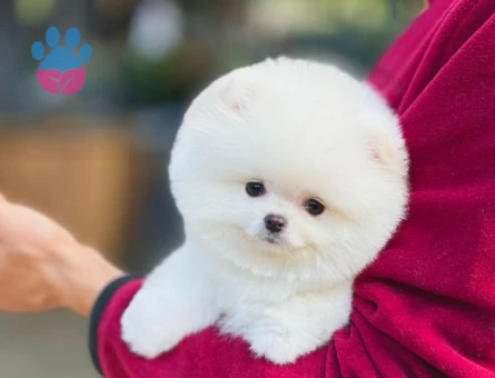 Pomeranian Boo Ruhsatlı Çiftlikten - 6027
