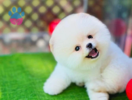 Şahane Güzellikteki Pomeranian Boo Bebekler