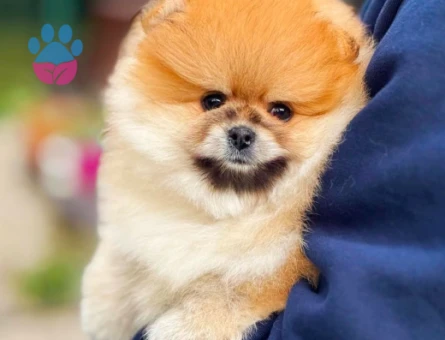 Pamuk Şeker Yavrularımız Pomeranian Boo - 6029
