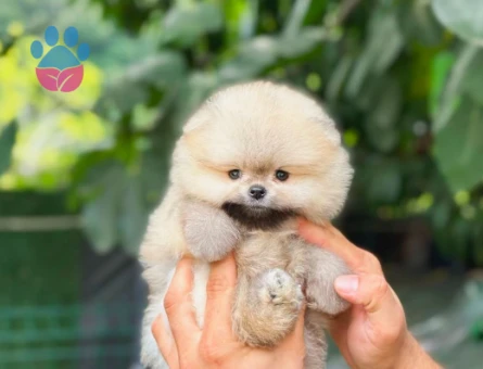 Pomeranian Boo 3 Aylık Bebekler
