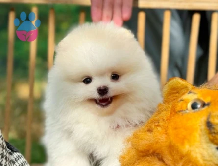 Pomeranian Boo Safkan Yavrularımız - 6031