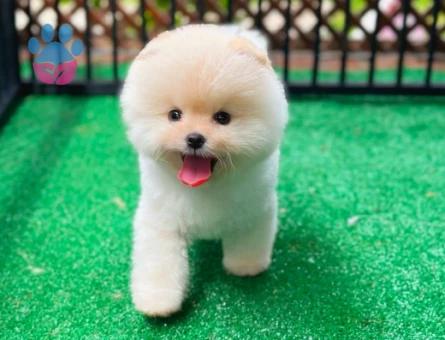 Fıstık Yavrular Pomeranian Boo - 6032