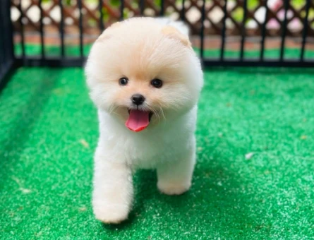 Fıstık Yavrular Pomeranian Boo - 6032