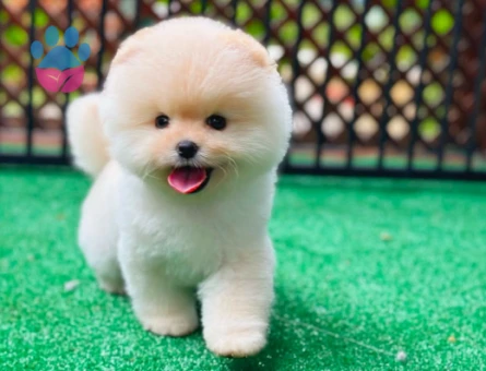 Fıstık Yavrular Pomeranian Boo