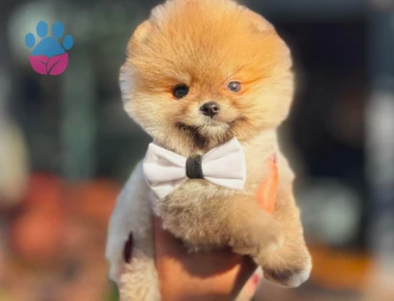 Hayat Enerjiniz Olacak Pomeranian Boo Bebekler - 6033