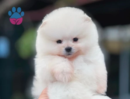 Pomeranian Boo Safkan Bebeklerimiz - 6034
