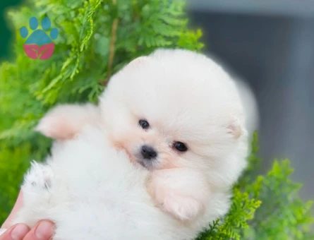 Pomeranian Boo Safkan Bebeklerimiz