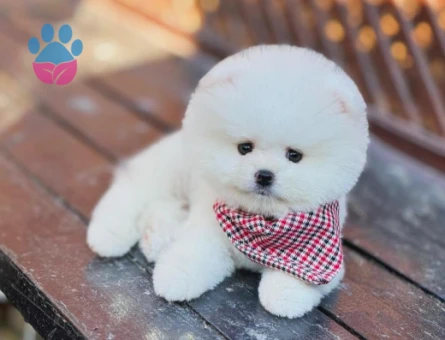 Orijinal Bebekler Pomeranian Boo
