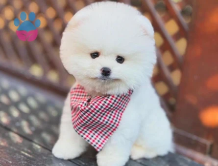 Orijinal Bebekler Pomeranian Boo - 6035