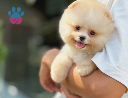 Pomeranian Boo Safkan Bebeklerimiz