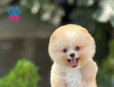 Pomeranian Boo Safkan Bebeklerimiz - 6036