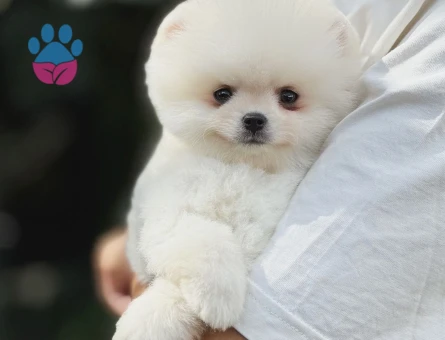 Pomeranian Boo 3 Aylık Bebişlerimiz