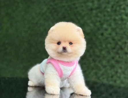 Ayıcık Surat Pomeranianboo - 6039