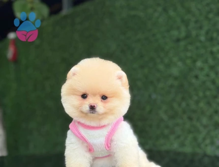 Ayıcık Surat Pomeranianboo